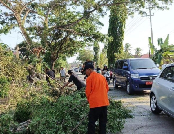 Pohon Tumbang Akibat Angin Kencang, BPBD Tanbu Respon Cepat