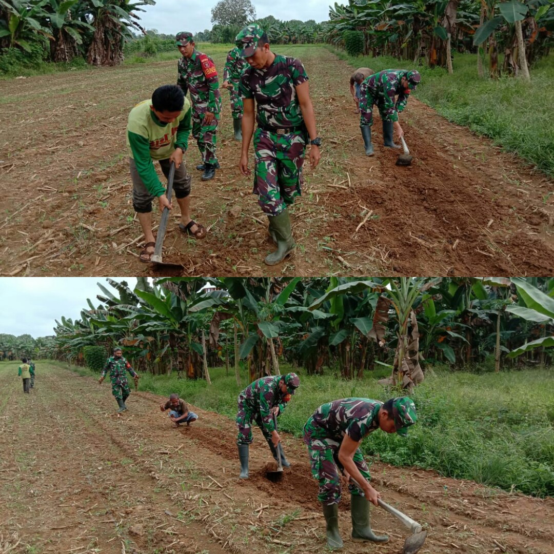 Perkuat Ketahanan Pangan Babinsa Kodim Barabai Tanam Jagung