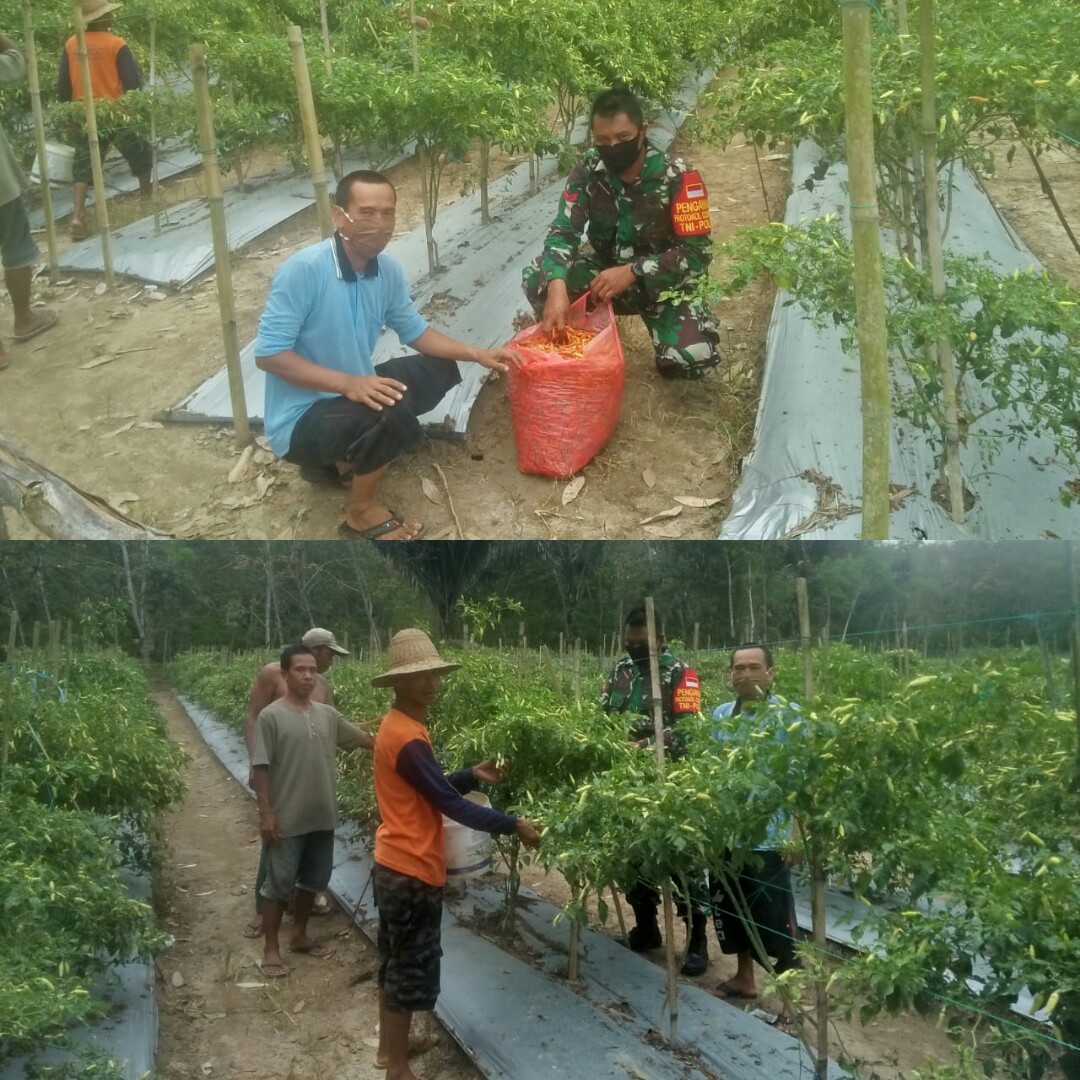 Babinsa Kodim Barabai Terjun Ke Wilayah Sukseskan Ketahanan Pangan