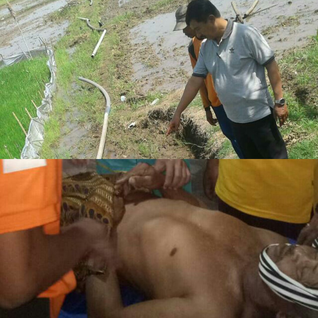 Pasang Jebakan Tikus Beraliran Listrik, Petani Baron Tewas Kesetrum