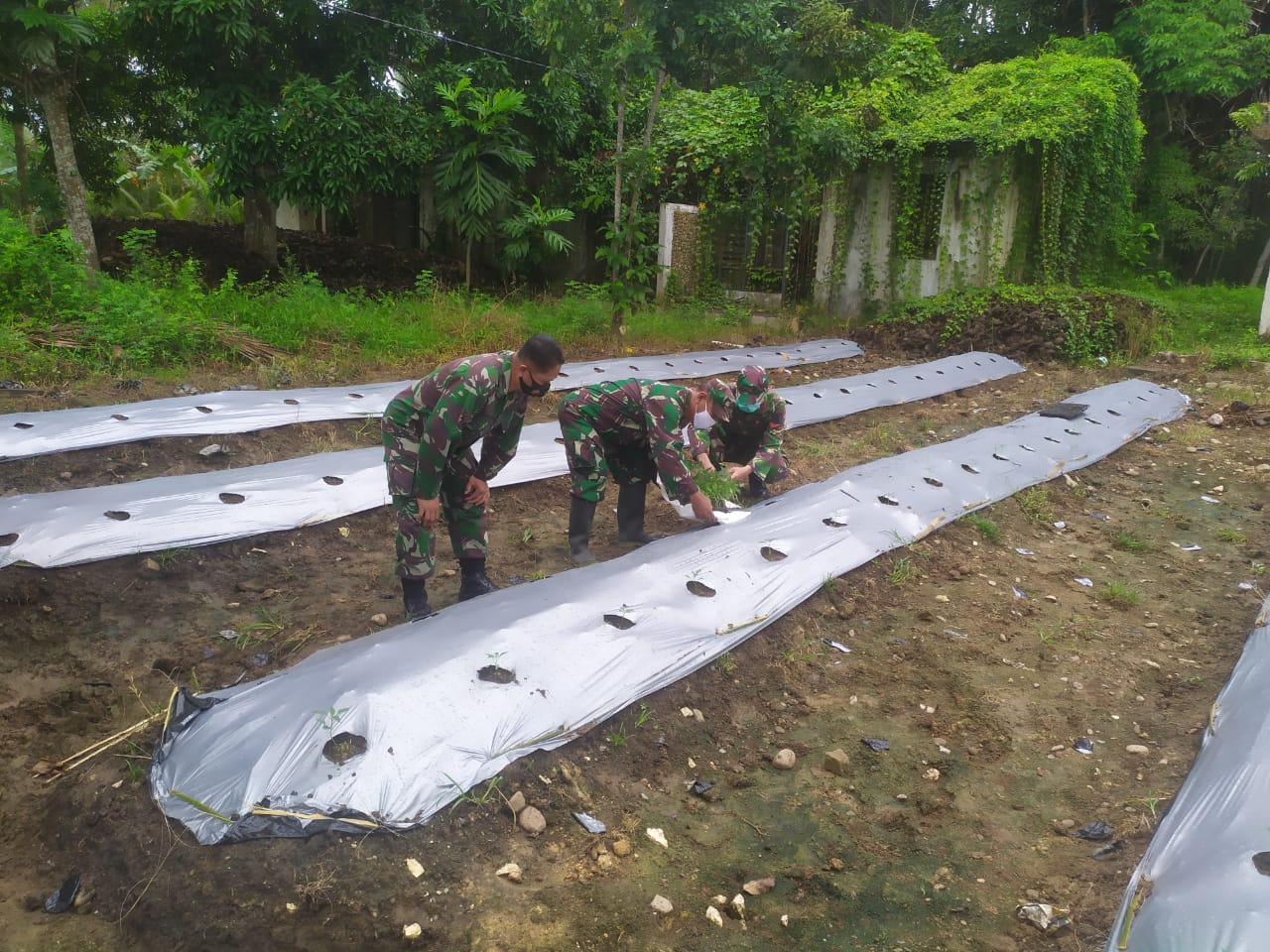 Manfaatkan Lahan Kosong, Babinsa Kodim 1002/Barabai Tanam Lombok