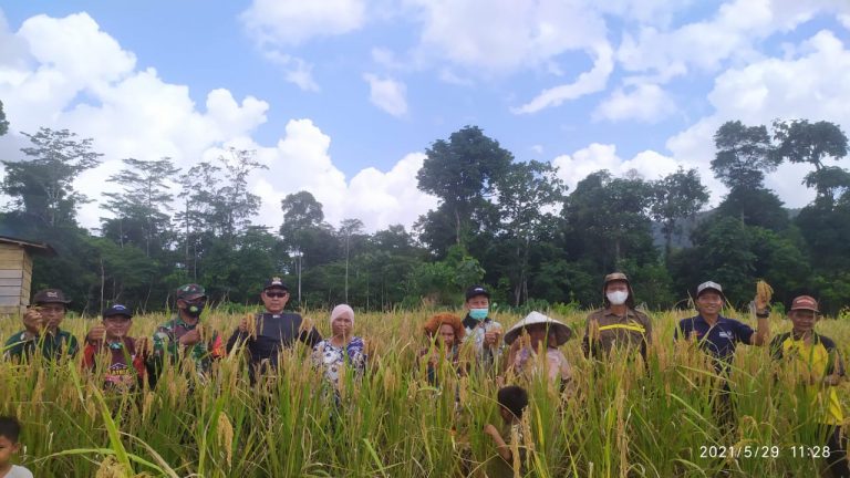 Camat Teluk Kepayang Panen Raya Padi Gunung Bersama Warga Mangkalapi