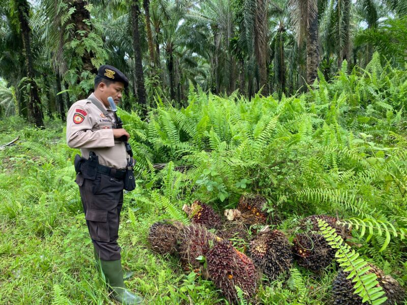 Lima Komplotan Pencuri Sawit Di Sungai Loban Diamankan Polres Tanbu