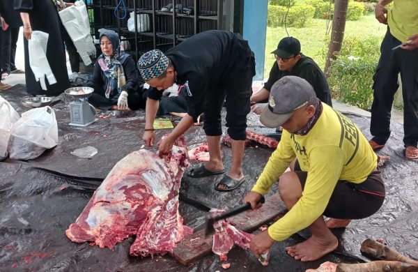 Berbagi Berkah Idul Adha, Petugas Kebersihan Kantor Bupati Tanbu Ikut Berkurban