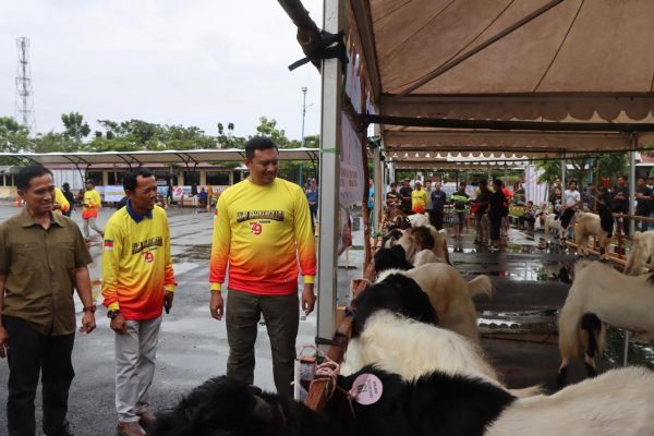 Kontes Kambing Polres Tanah Bumbu Ramaikan Hari Bhayangkara ke-79