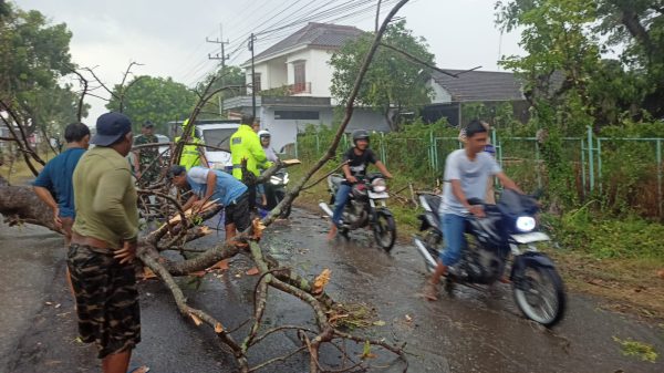 Hujan Disertai Angin, 1 Pohon Roboh Menutup Akses Jalan di Rejoso