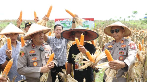 Polres Nganjuk Dukung Swasembada Pangan Lewat Panen Raya Jagung Serentak di Rejoso