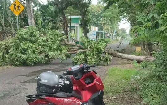 Cuaca Ekstrim Hujan Plus Angin, Pohon Roboh Tutup Akses Jalan
